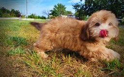 Havapoo dogs for sale: Kewtie - Image 4