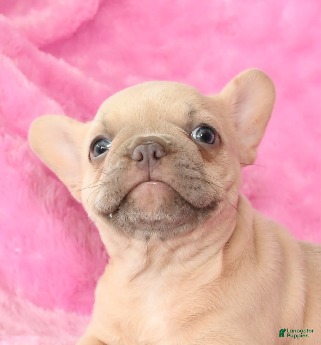 French Bulldog dogs for sale: Beauty - Image 3