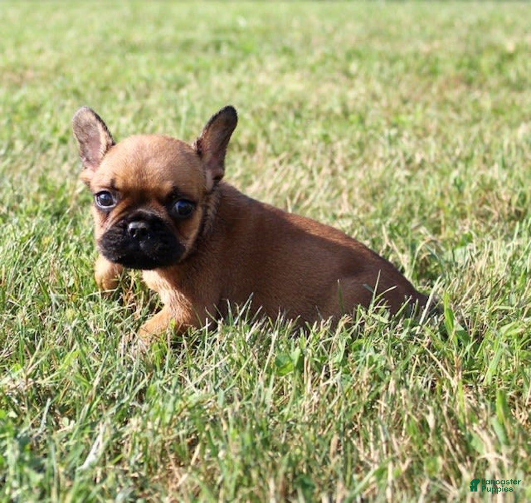French Bulldog dogs for sale: Izzy - Image 6