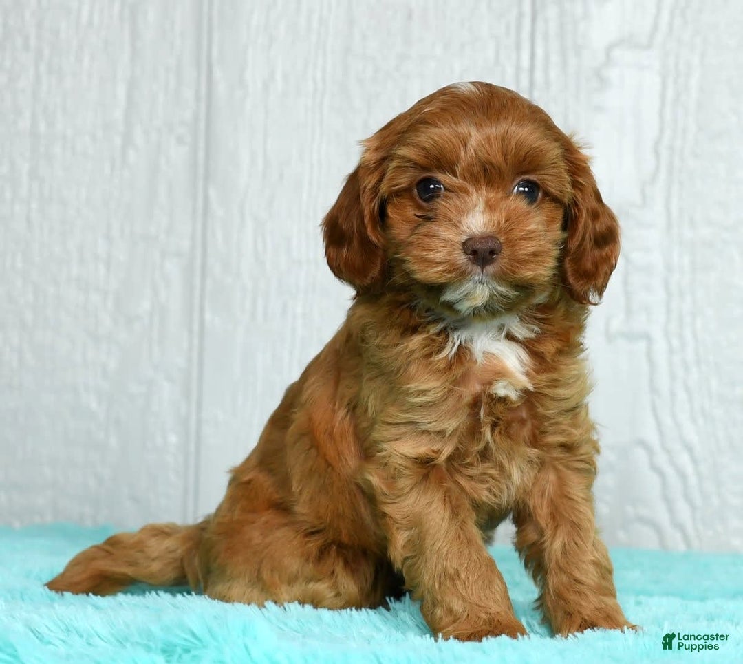 Cavapoo dogs for sale: Layla - Image 1