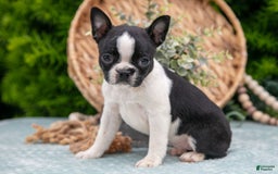 Boston Terrier dogs for sale: Dora - Image 3