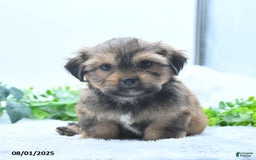 Shorkie dogs for sale: Laverne - Image 1