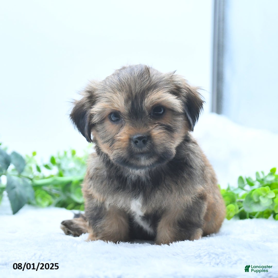 Shorkie dogs for sale: Laverne - Image 1
