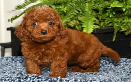 Miniature Poodle dogs for sale: Zoey - Image 8
