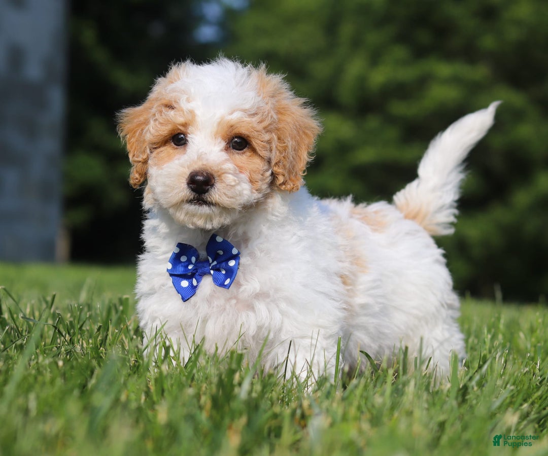 Bichpoo dogs for sale: Nick - Image 3