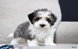 Mini Bernedoodle dogs for sale: Luke - Image 32