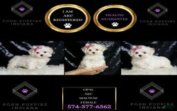 Maltese dogs for sale: Opal - Image 3