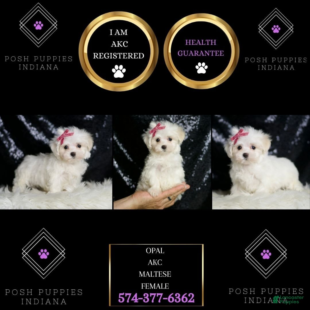 Maltese dogs for sale: Opal - Image 3