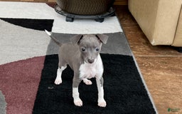 Italian Greyhound dogs for sale: Rhonda - Image 6