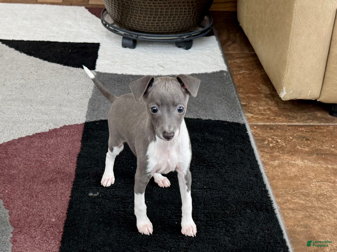 Italian Greyhound dogs for sale: Rhonda - Image 6