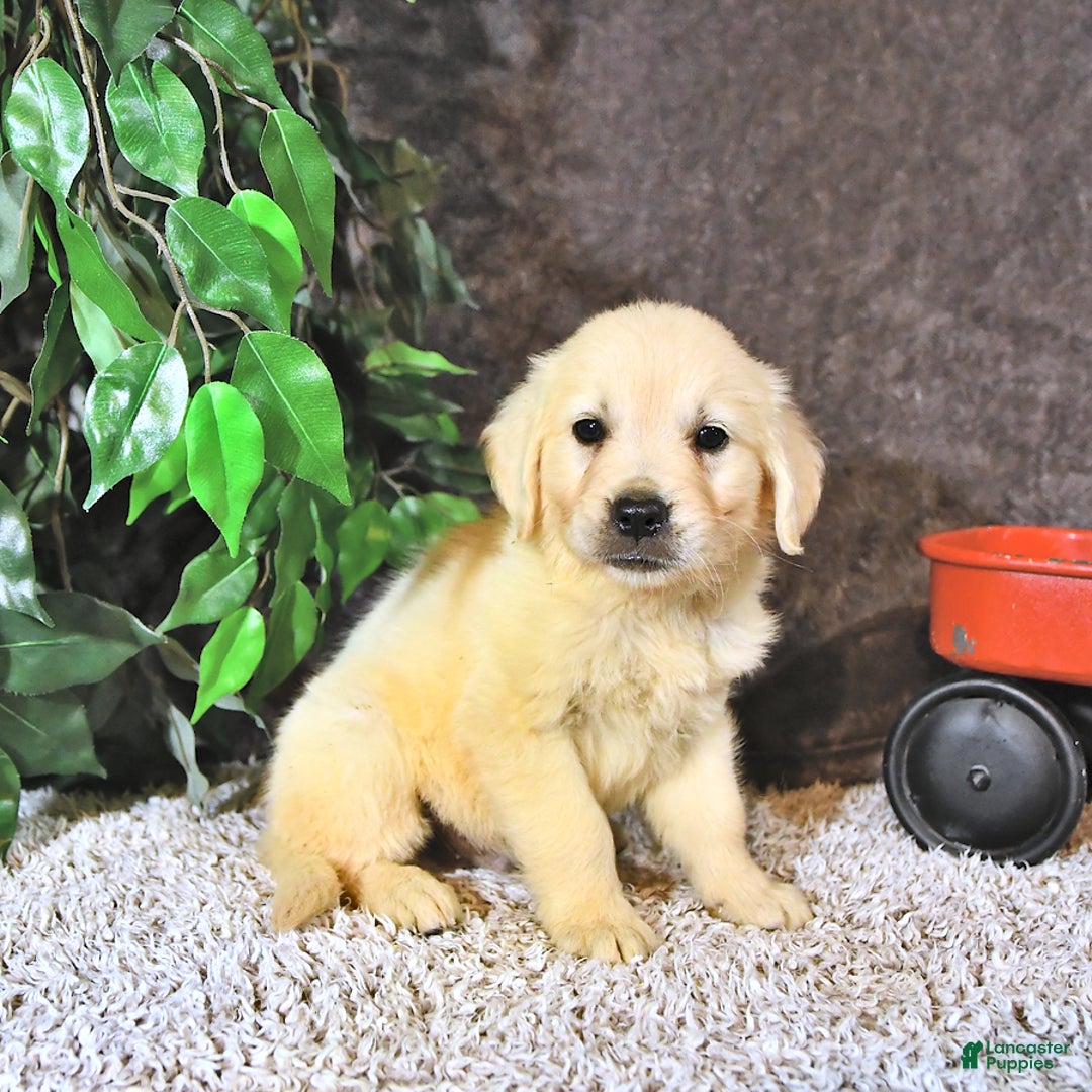 Golden Retriever dogs for sale: Charlie - Image 2