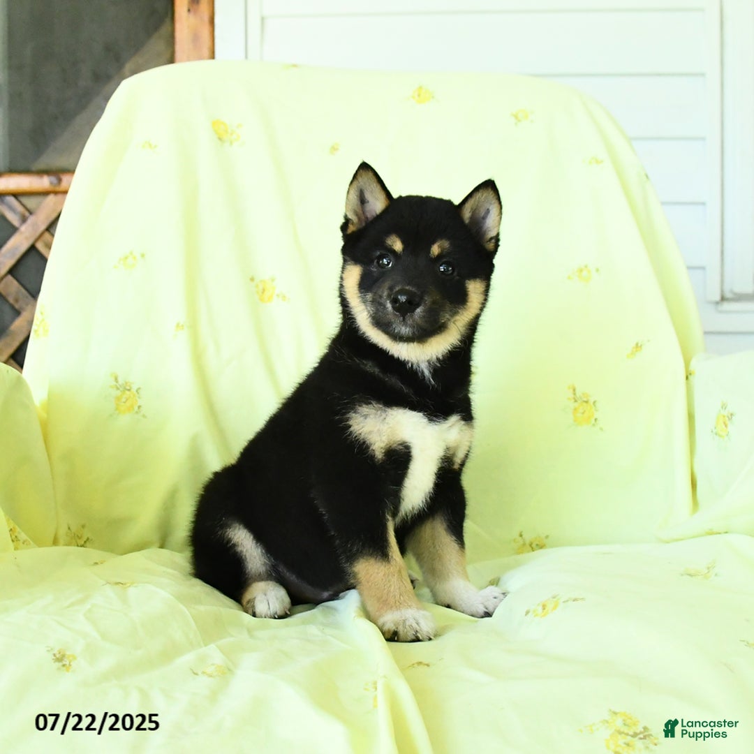 Shiba Inu dogs for sale: Justin - Image 3