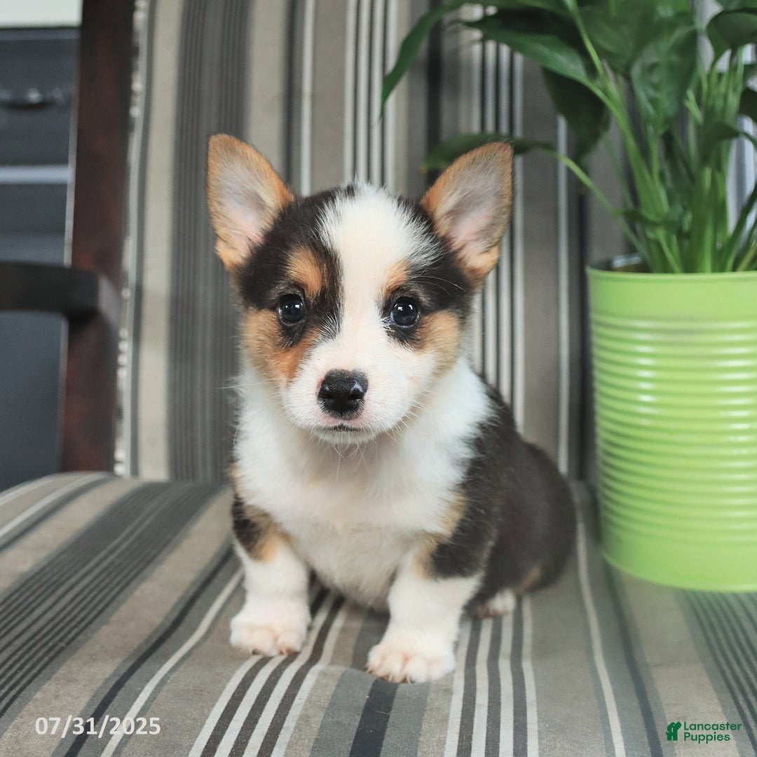 Welsh Corgi Pembroke dogs for sale: Titus - Image 5