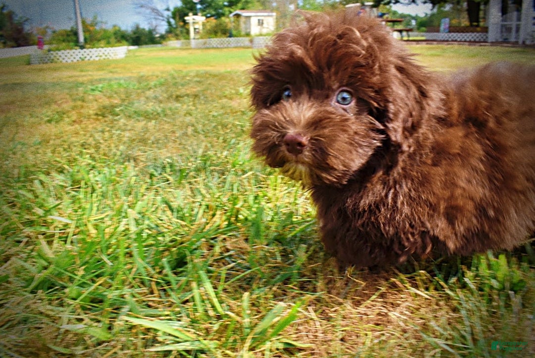 Havapoo dogs for sale: Humble - Image 14
