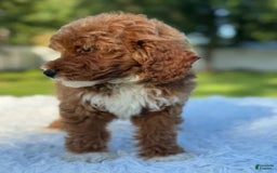 Goldendoodle dogs for sale: Milo - Image 6