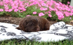 Newfoundland dogs for sale: Cocoa - Image 6