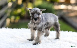 Miniature Schnauzer dogs for sale: Buddy - Image 3