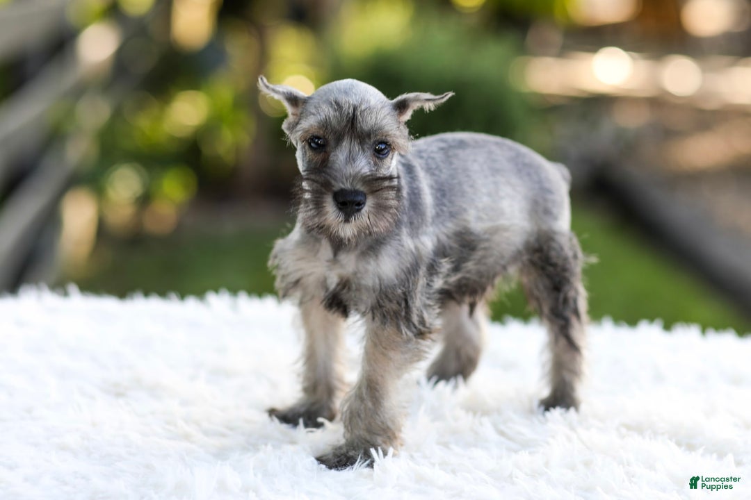 Miniature Schnauzer dogs for sale: Buddy - Image 3