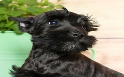Miniature Schnauzer dogs for sale: Blaze - Image 9