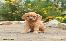 Cavapoo dogs for sale: Archie - Image 3