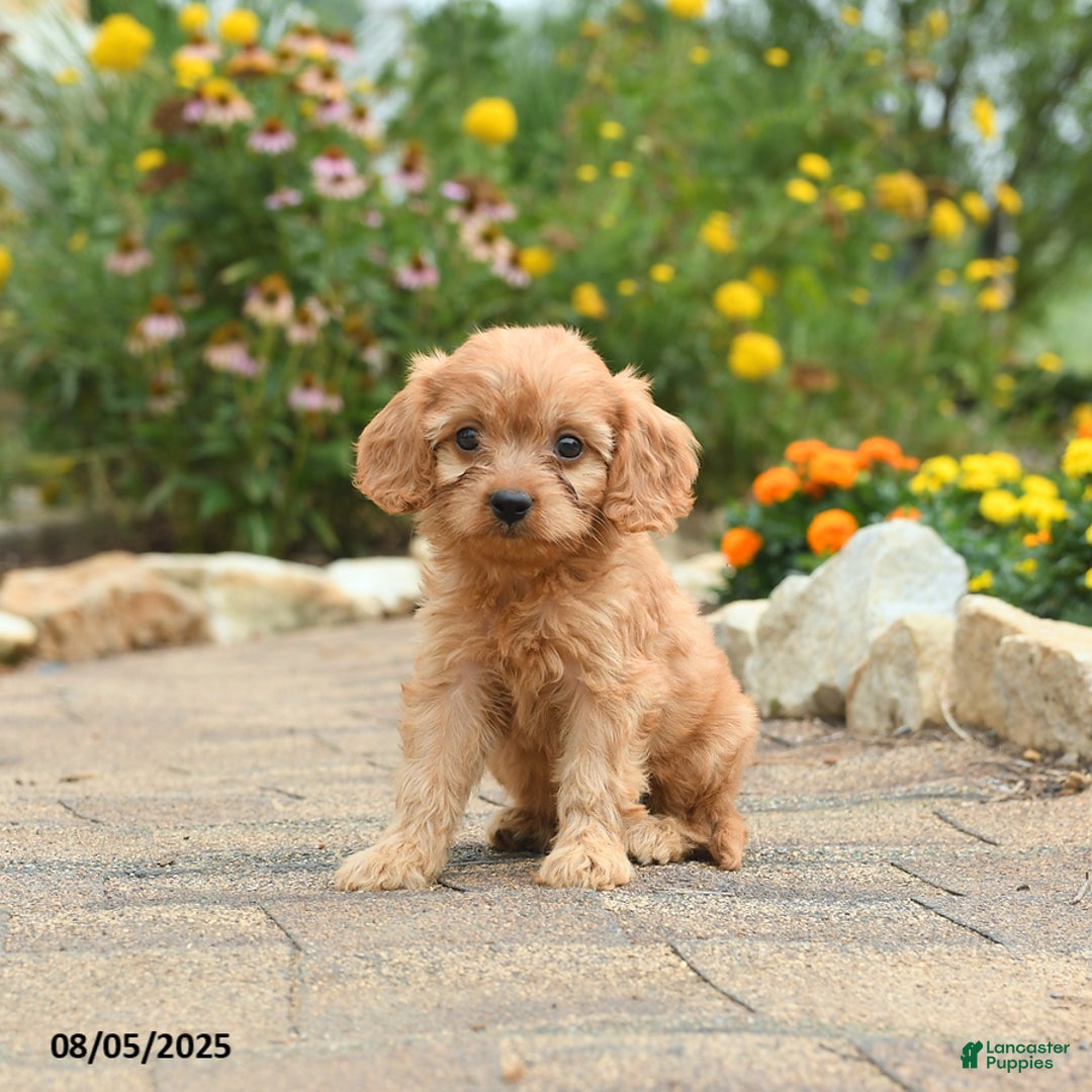 Cavapoo dogs for sale: Archie - Image 3