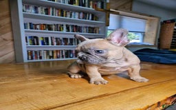 French Bulldog dogs for sale: Bully - Image 7