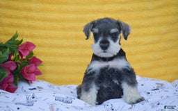 Miniature Schnauzer dogs for sale: Vincent - Image 2