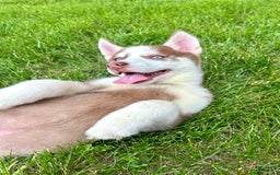 Siberian Husky dogs for sale: Howie - Image 4