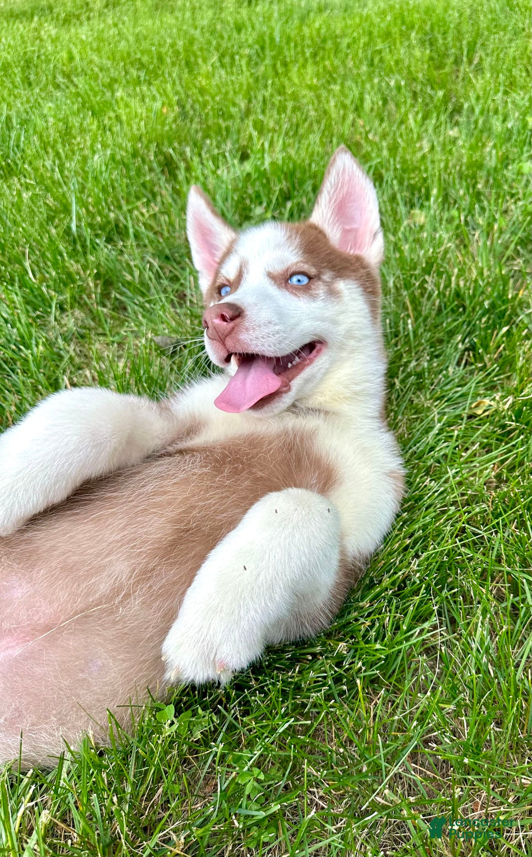 Siberian Husky dogs for sale: Howie - Image 4