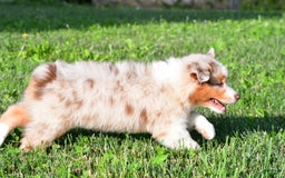 Australian Shepherd dogs for sale: Diesel - Image 6
