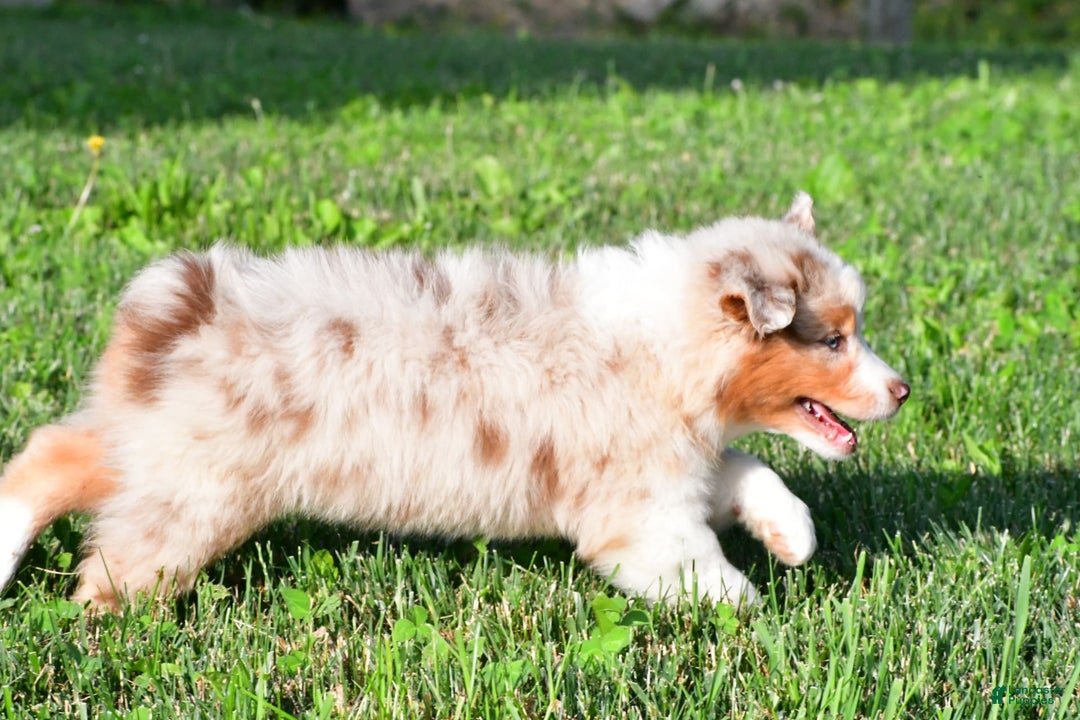 Australian Shepherd dogs for sale: Diesel - Image 6