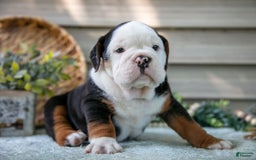 Beabull dogs for sale: Skip - Image 1