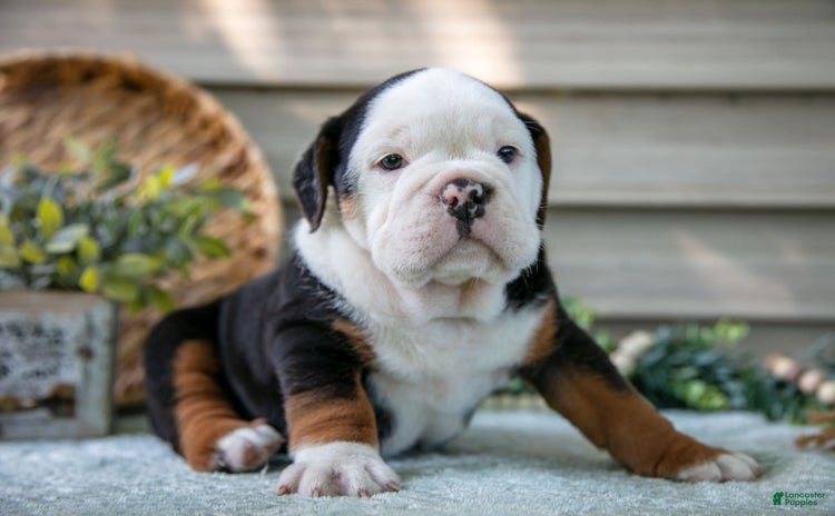 Beabull dogs for sale - Ad 1
