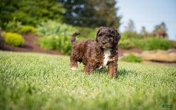 Goldendoodle dogs for sale: Shooter - Image 7