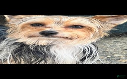 Biewer Terrier dogs for sale: Kiko - Image 7