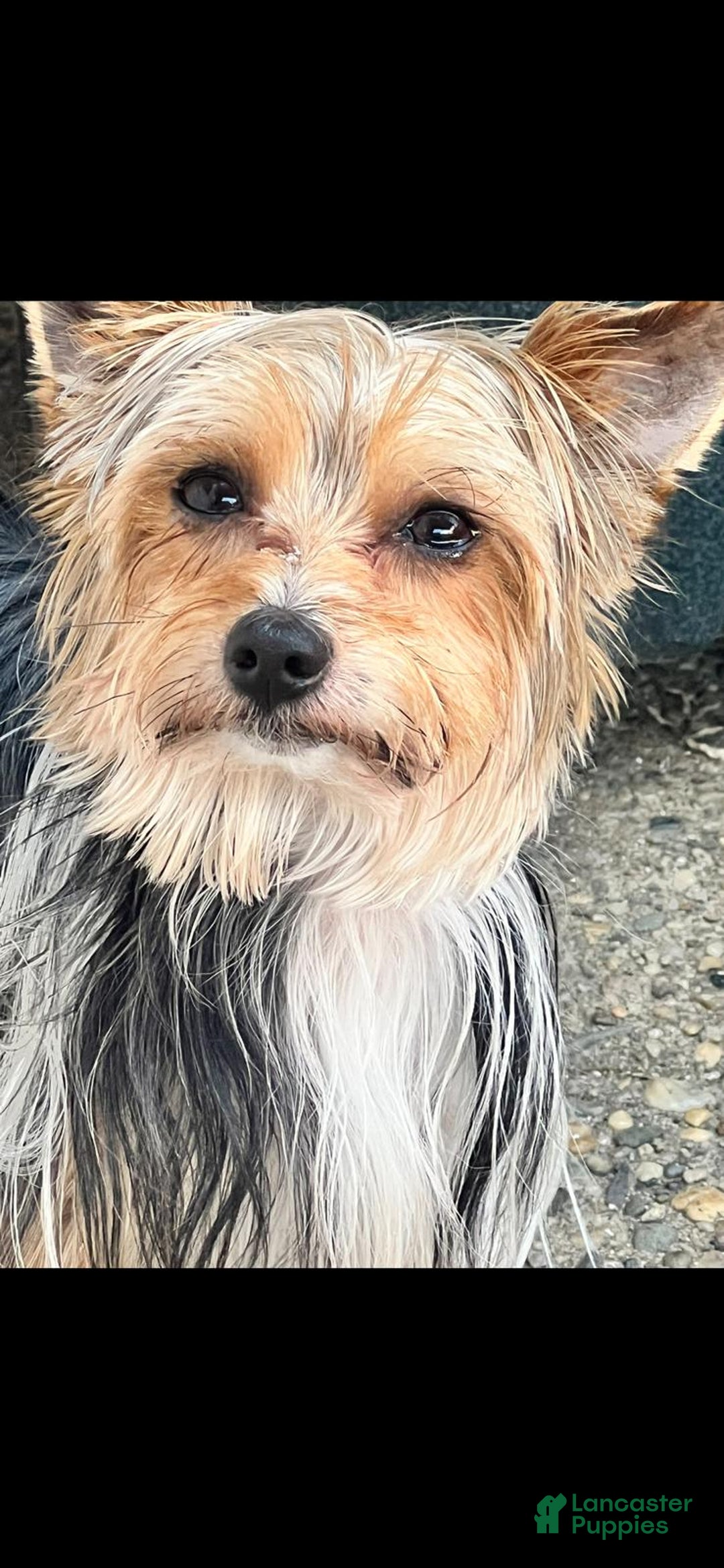 Biewer Terrier dogs for sale: Kiko - Image 7