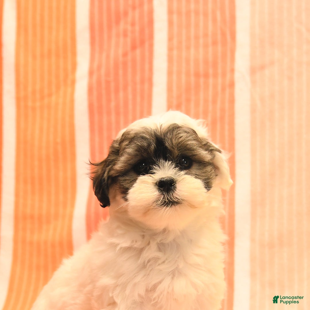 Havanese dogs for sale: Peggy - Image 4