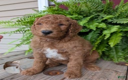 Goldendoodle dogs for sale: Teddy - Image 21
