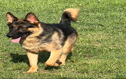 German Shepherd dogs for sale: Jaydah - Image 12