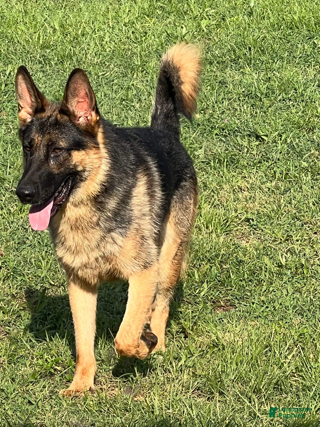 German Shepherd dogs for sale: Jaydah - Image 12
