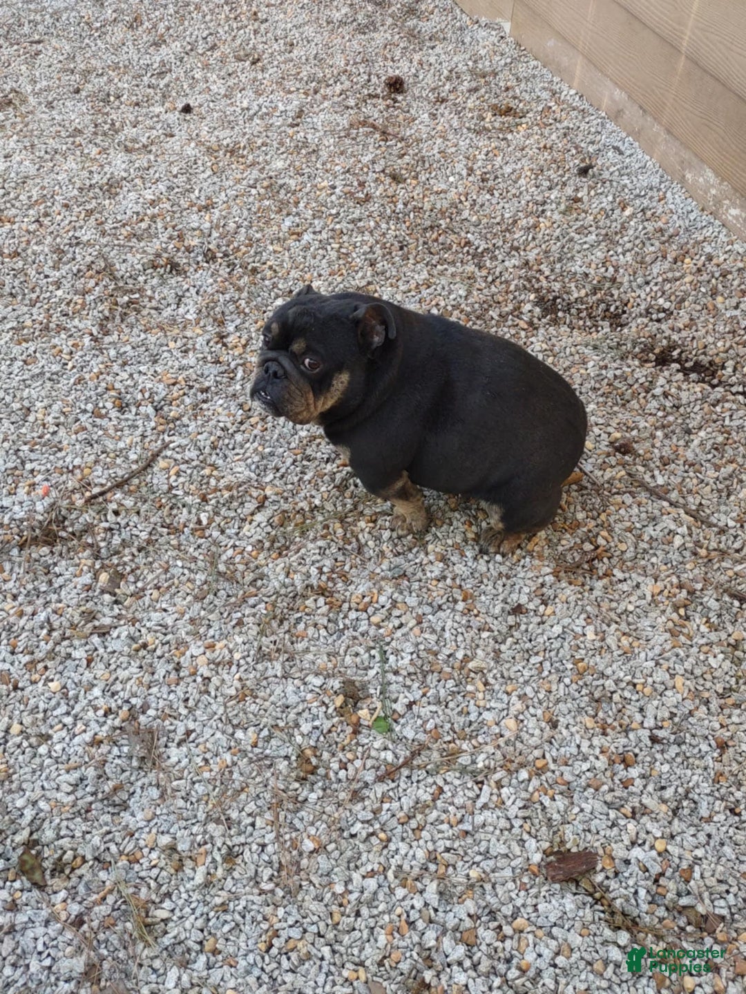 English Bulldog dogs for sale: Tank - Image 7