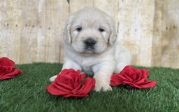 Golden Retriever dogs for sale: Chevelle - Image 9