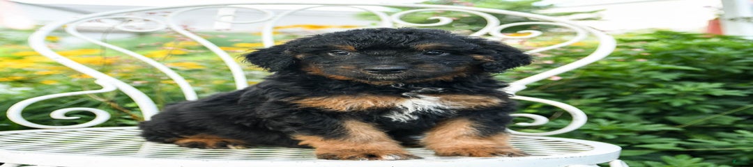 Monty
