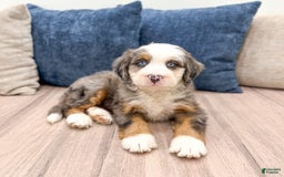 Mini Bernedoodle dogs for sale: Axle - Image 10