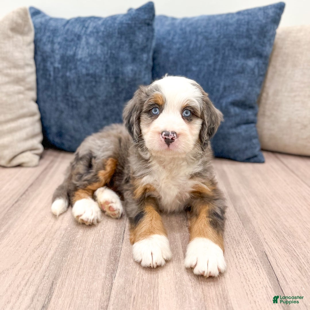 Mini Bernedoodle dogs for sale: Axle - Image 10