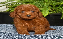 Miniature Poodle dogs for sale: Zoey - Image 1