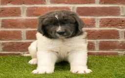 Newfoundland dogs for sale: Buster - Image 5