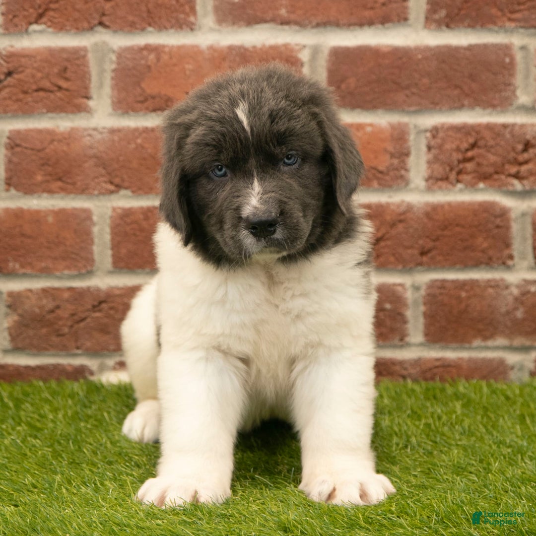 Newfoundland dogs for sale: Buster - Image 5