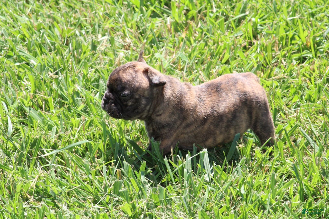 French Bulldog dogs for sale: Roland - Image 1
