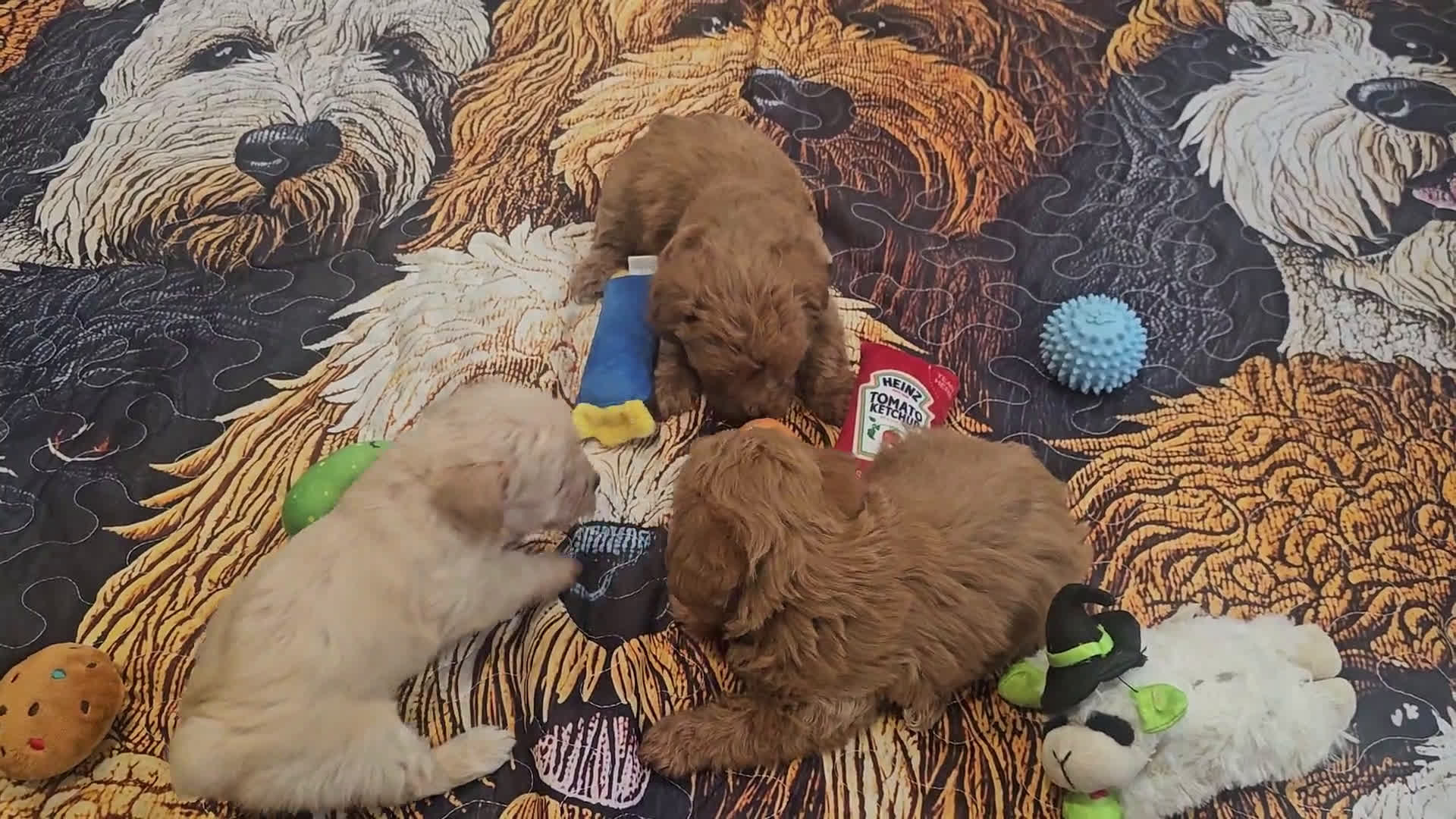 Yorkiepoo dogs for sale: Yorkiepoo 3 puppies - Video 3